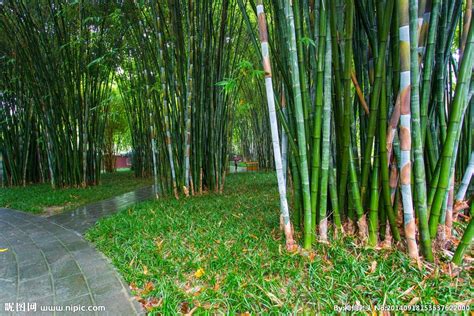 竹子有幾種|竹(竹子（禾本科竹亞科植物）):基本介紹,形態特徵,竹。